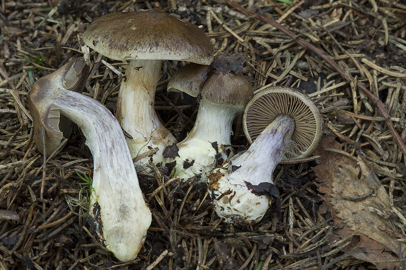 Cortinarius scaurus